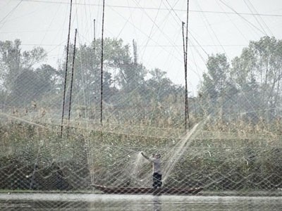 اخبار,اخباراجتماعی,قتل عام پرندگان در فریدونکنار اخبار,اخباراجتماعی,قتل عام پرندگان در فریدونکنار