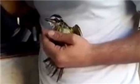 اخبار,اخبارگوناگون,زنده کردن پرنده