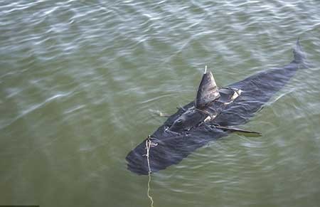 اخبار,اخبار علمی ,جدید‌ترین ابزار جاسوسی