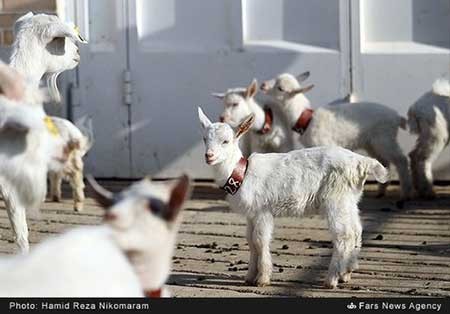 اخبار,اخبار علمی ,پژوهشکده رویان اصفهان