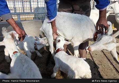 اخبار,اخبار علمی ,پژوهشکده رویان اصفهان