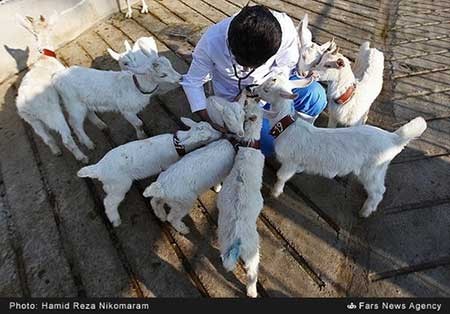 اخبار,اخبار علمی ,پژوهشکده رویان اصفهان