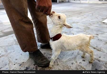 اخبار,اخبار علمی ,پژوهشکده رویان اصفهان