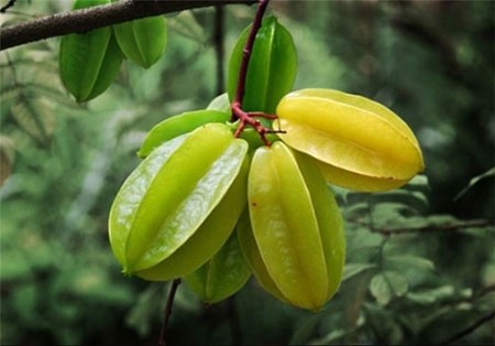 اخبار,اخبار گوناگون ,عجیبترین میوهها و سبزیجات اخبار,اخبارگوناگون ,عجیبترین میوهها و سبزیجات