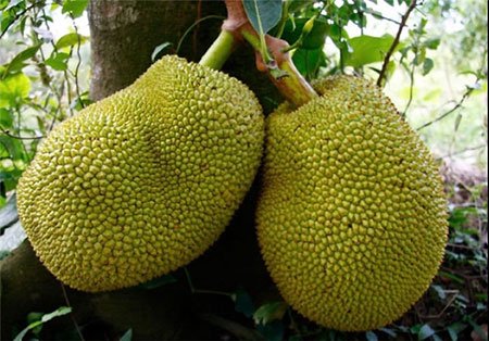 اخبار,اخبار گوناگون ,عجیبترین میوهها و سبزیجات اخبار,اخبارگوناگون ,عجیبترین میوهها و سبزیجات