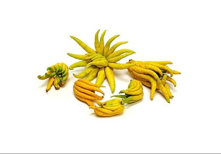 اخبار,اخبار گوناگون ,عجیبترین میوهها و سبزیجات اخبار,اخبارگوناگون ,عجیبترین میوهها و سبزیجات