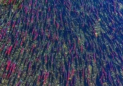 اخبار,اخبار گوناگون,زندگی دسته جمعی حیوانات اخبار,اخبار گوناگون,زندگی دسته جمعی حیوانات