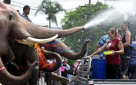 تصاویر دیدنی,تصاویر جالب,فیل های تایلندی 