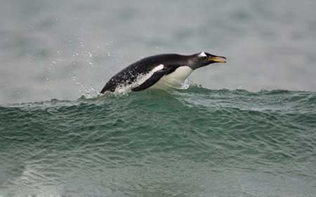 عکسهای جالب,تصاویر دیدنی,پنگوئن