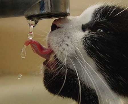 عکسهای جالب,آب خوردن گربه,عکسهای جذاب