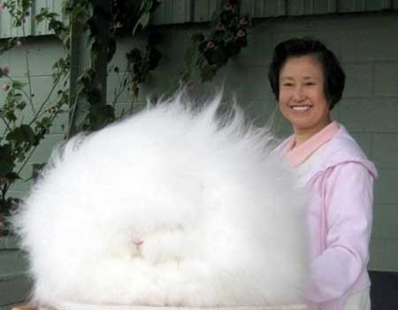 عکسهای جالب,خرگوشی با موهای بسیار عجیب,عکسهای جذاب