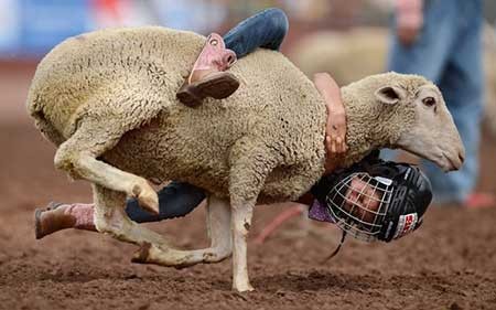 عکسهای جالب,تصاویر دیدنی,مسابقات گوسفند سواری 