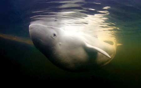عکسهای جالب,نهنگ ,تصاویر دیدنی