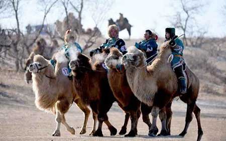 عکسهای جذاب, جشنواره شترها,تصاویر جالب