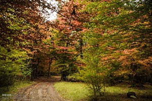 اخبار,اخبار امروز,اخبار جدید