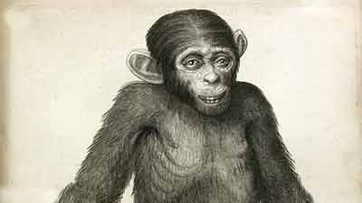 اخبار,اخبار گوناگون, شامپانزه