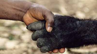 اخبار,اخبار گوناگون, شامپانزه