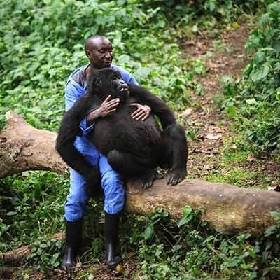 اخبار,اخبار گوناگون, شامپانزه