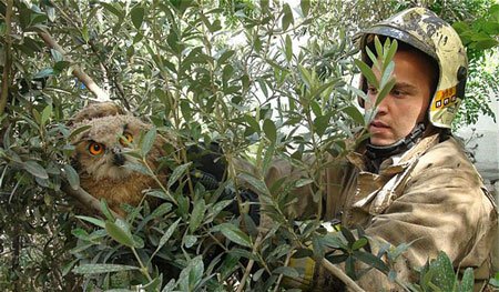 اخبار,اخبارحوادث,جغد طلایی