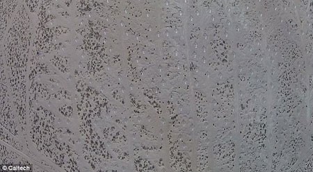 اخبار , اخبار علمی, موجودات فضایی