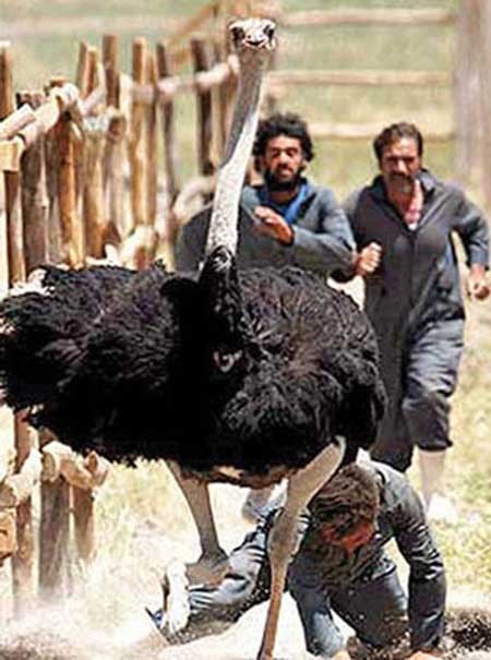 اخبار,اخبار فرهنگی , سینمای ایران