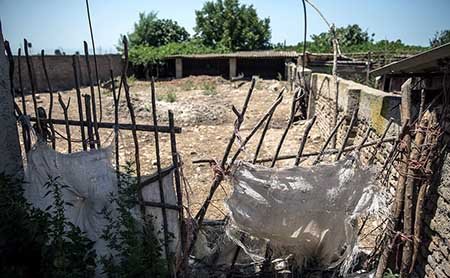 اخبار,اخباراجتماعی ,بیماری آبله گاوی در مازندران