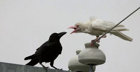 اخبار , اخبار گوناگون,حیوانات آلبینو,عکس حیوانات آلبینو اخبار , اخبار گوناگون,حیوانات آلبینو,عکس حیوانات آلبینو