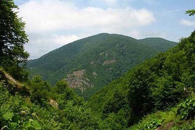 اخبار,اخبار اجتماعی,جنگلی در زاگرس اخبار,اخبار اجتماعی,جنگلی در زاگرس
