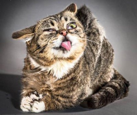 اخبار , اخبار گوناگون,مسخره ترین گربه ها,تصاویر مسخره ترین گربه ها