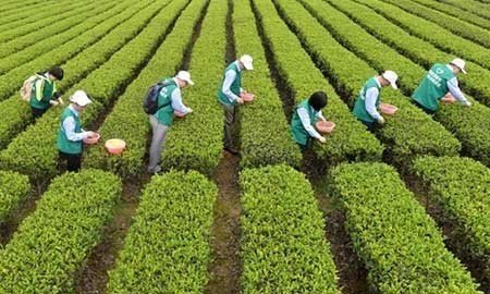 عکسهای جالب,چیدن برگ چای ,تصاویر جالب