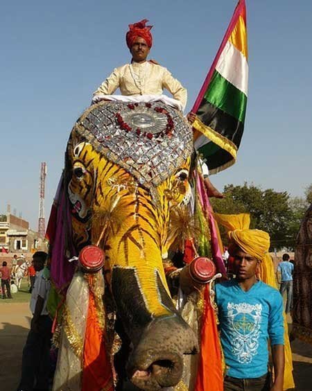 عکسهای جالب,جشنواره فیل ,تصاویر جالب