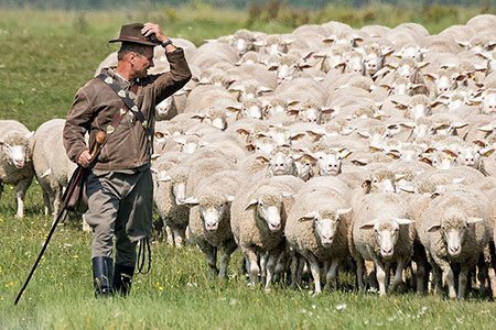 عکسهای جالب,تصاویر جالب,مسابقه محلی چوپانی 