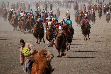 عکسهای جالب,تصاویر دیدنی,مسابقات شتر سواری