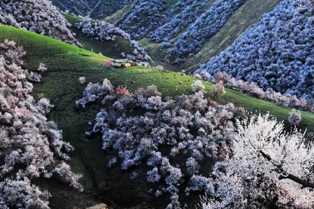 اخبارگوناگون,خبرهای گوناگون,دره هلو اخبارگوناگون,خبرهای گوناگون,دره هلو