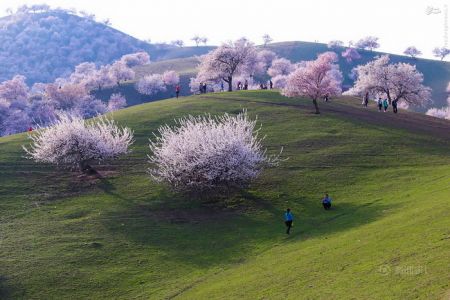 اخبارگوناگون,خبرهای گوناگون,دره هلو اخبارگوناگون,خبرهای گوناگون,دره هلو