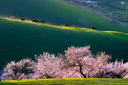 اخبارگوناگون,خبرهای گوناگون,دره هلو اخبارگوناگون,خبرهای گوناگون,دره هلو