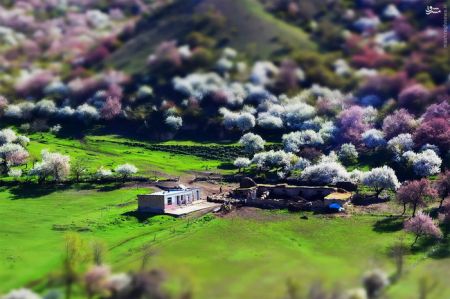 اخبارگوناگون,خبرهای گوناگون,دره هلو اخبارگوناگون,خبرهای گوناگون,دره هلو