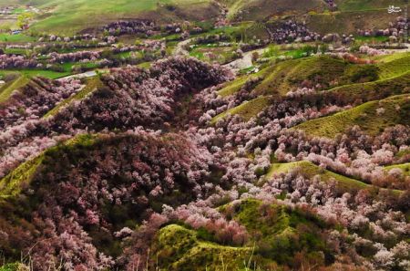 اخبارگوناگون,خبرهای گوناگون,دره هلو اخبارگوناگون,خبرهای گوناگون,دره هلو