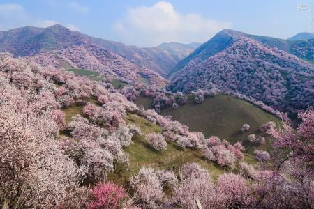اخبارگوناگون,خبرهای گوناگون,دره هلو اخبارگوناگون,خبرهای گوناگون,دره هلو