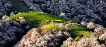 اخبارگوناگون,خبرهای گوناگون,دره هلو اخبارگوناگون,خبرهای گوناگون,دره هلو