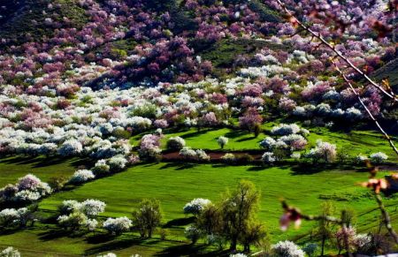 اخبارگوناگون,خبرهای گوناگون,دره هلو اخبارگوناگون,خبرهای گوناگون,دره هلو