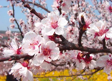 اخبارگوناگون,خبرهای گوناگون,دره هلو اخبارگوناگون,خبرهای گوناگون,دره هلو