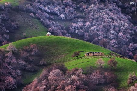 اخبارگوناگون,خبرهای گوناگون,دره هلو اخبارگوناگون,خبرهای گوناگون,دره هلو