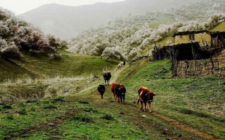 اخبارگوناگون,خبرهای گوناگون,دره هلو اخبارگوناگون,خبرهای گوناگون,دره هلو