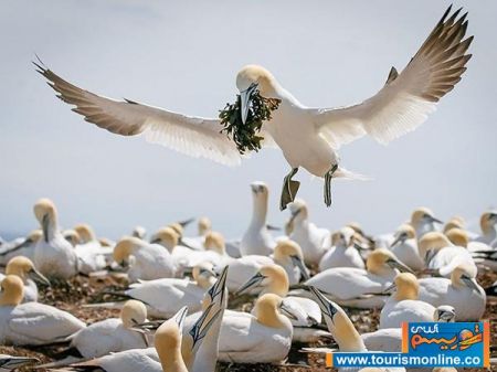 اخبارتصاویر,خبرهای تصاویر,حیات وحش
