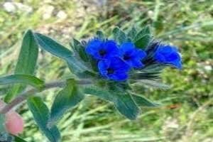 اخبارپزشکی,خبرهای پزشکی,پماد اخبارپزشکی,خبرهای پزشکی,پماد