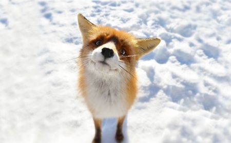 اخبار,اخبارگوناگون,تصاویر جالب و دوست داشتنی روباه ها در زمستان