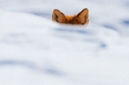 اخبار,اخبارگوناگون,تصاویر جالب و دوست داشتنی روباه ها در زمستان