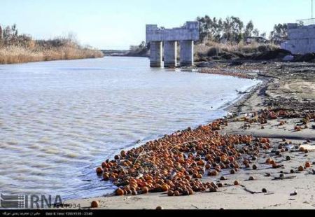  دریای خزر زباله دان میوه های سرمازده  