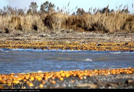  دریای خزر زباله دان میوه های سرمازده  